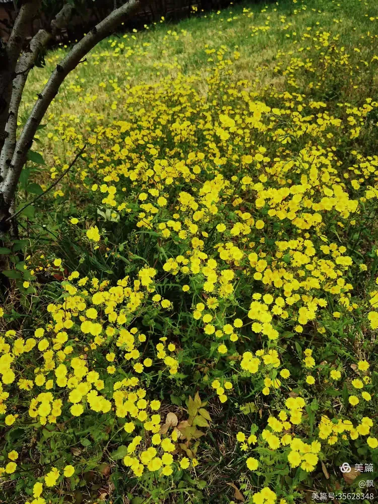 苦菜花开满地黄